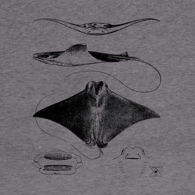 Stingray Anatomy | Sharks Ocean Sea Animal Science by encycloart